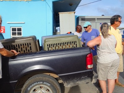 A photo from the AARF April 3, 2018 airlift of dogs and cats from Anguilla to St. Maarten to San Juan to Florida