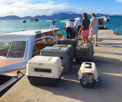 A photo from the AARF April 3, 2018 airlift of dogs and cats from Anguilla to St. Maarten to San Juan to Florida