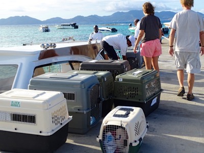 A photo from the AARF April 3, 2018 airlift of dogs and cats from Anguilla to St. Maarten to San Juan to Florida