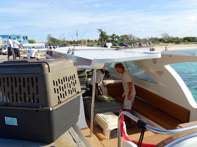 A photo from the AARF April 3, 2018 airlift of dogs and cats from Anguilla to St. Maarten to San Juan to Florida