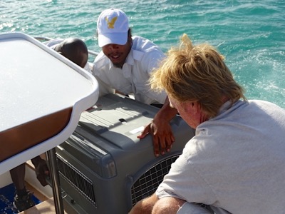 A photo from the AARF April 3, 2018 airlift of dogs and cats from Anguilla to St. Maarten to San Juan to Florida