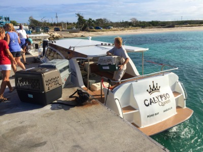 A photo from the AARF April 3, 2018 airlift of dogs and cats from Anguilla to St. Maarten to San Juan to Florida