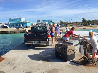 A photo from the AARF April 3, 2018 airlift of dogs and cats from Anguilla to St. Maarten to San Juan to Florida