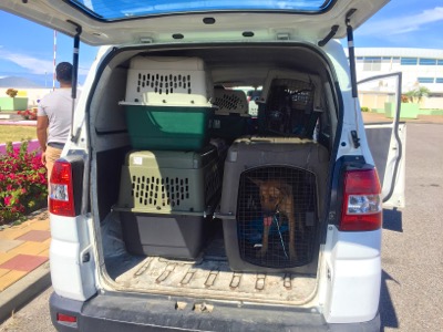 A photo from the AARF April 3, 2018 airlift of dogs and cats from Anguilla to St. Maarten to San Juan to Florida