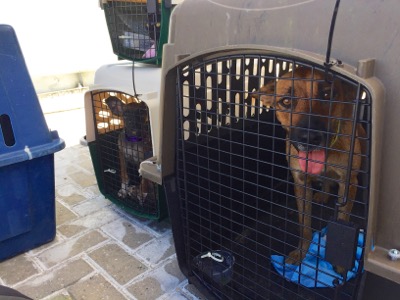 A photo from the AARF April 3, 2018 airlift of dogs and cats from Anguilla to St. Maarten to San Juan to Florida