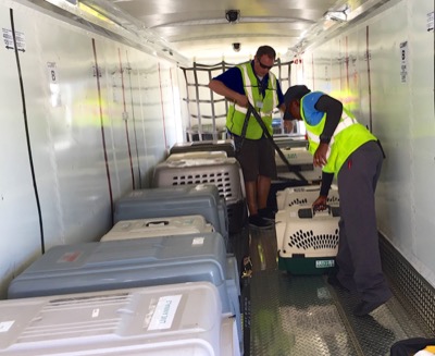 A photo from the AARF April 3, 2018 airlift of dogs and cats from Anguilla to St. Maarten to San Juan to Florida