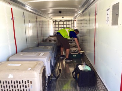 A photo from the AARF April 3, 2018 airlift of dogs and cats from Anguilla to St. Maarten to San Juan to Florida