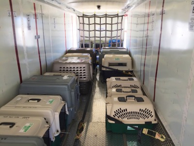 A photo from the AARF April 3, 2018 airlift of dogs and cats from Anguilla to St. Maarten to San Juan to Florida