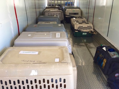 A photo from the AARF April 3, 2018 airlift of dogs and cats from Anguilla to St. Maarten to San Juan to Florida