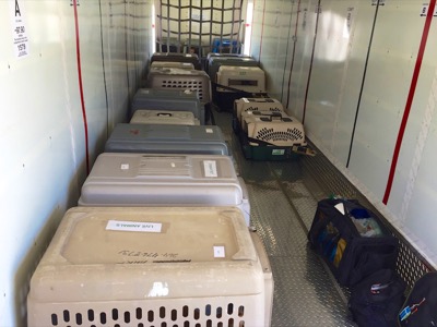 A photo from the AARF April 3, 2018 airlift of dogs and cats from Anguilla to St. Maarten to San Juan to Florida