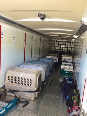 A photo from the AARF April 3, 2018 airlift of dogs and cats from Anguilla to St. Maarten to San Juan to Florida