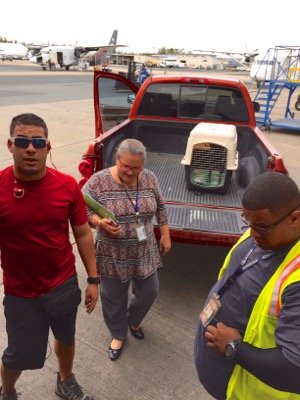 A photo from the AARF April 3, 2018 airlift of dogs and cats from Anguilla to St. Maarten to San Juan to Florida