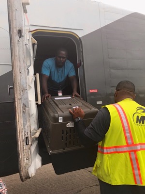 A photo from the AARF April 3, 2018 airlift of dogs and cats from Anguilla to St. Maarten to San Juan to Florida