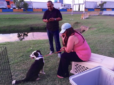 A photo from the AARF April 3, 2018 airlift of dogs and cats from Anguilla to St. Maarten to San Juan to Florida