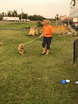 A photo from the AARF April 3, 2018 airlift of dogs and cats from Anguilla to St. Maarten to San Juan to Florida