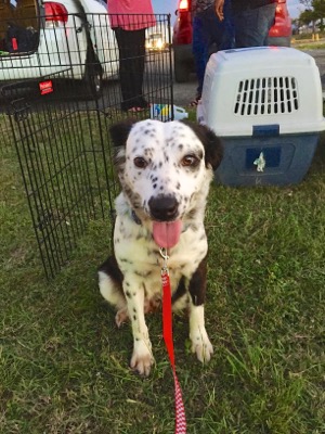 A photo from the AARF April 3, 2018 airlift of dogs and cats from Anguilla to St. Maarten to San Juan to Florida