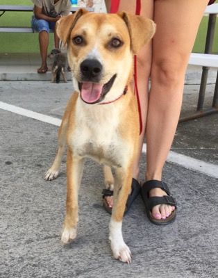 A photo from the AARF April 3, 2018 airlift of dogs and cats from Anguilla to St. Maarten to San Juan to Florida