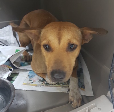 A photo from the AARF April 3, 2018 airlift of dogs and cats from Anguilla to St. Maarten to San Juan to Florida