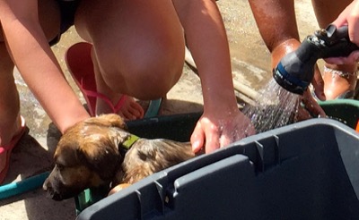 A photo from the AARF March 17, 2018 dog wash at the St. James School of Medicine