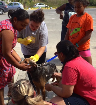 A photo from the AARF March 17, 2018 dog wash at the St. James School of Medicine