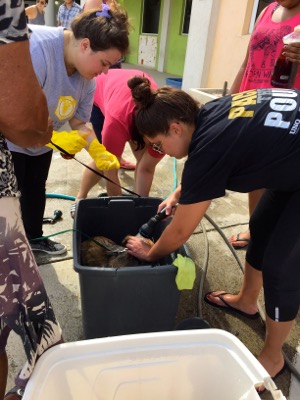 A photo from the AARF March 17, 2018 dog wash at the St. James School of Medicine