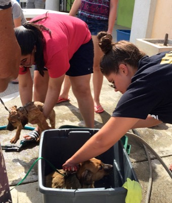 A photo from the AARF March 17, 2018 dog wash at the St. James School of Medicine