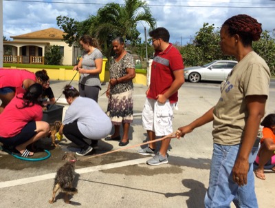 A photo from the AARF March 17, 2018 dog wash at the St. James School of Medicine