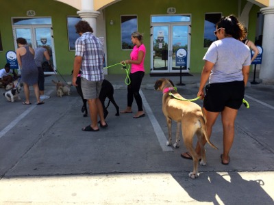 A photo from the AARF March 17, 2018 dog wash at the St. James School of Medicine