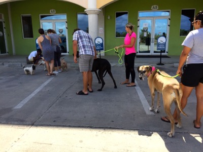 A photo from the AARF March 17, 2018 dog wash at the St. James School of Medicine