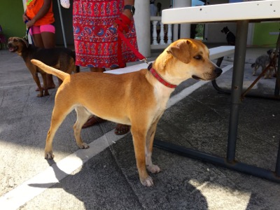 A photo from the AARF March 17, 2018 dog wash at the St. James School of Medicine