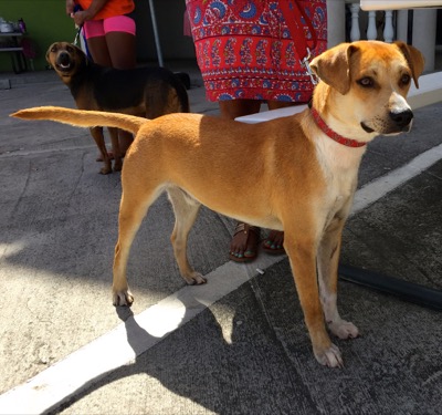 A photo from the AARF March 17, 2018 dog wash at the St. James School of Medicine