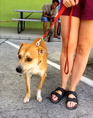 A photo from the AARF March 17, 2018 dog wash at the St. James School of Medicine