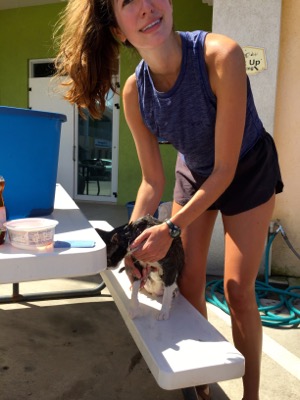 A photo from the AARF March 17, 2018 dog wash at the St. James School of Medicine