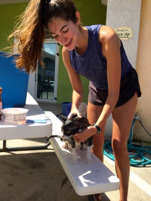 A photo from the AARF March 17, 2018 dog wash at the St. James School of Medicine