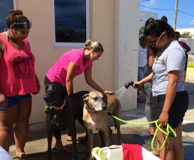 A photo from the AARF March 17, 2018 dog wash at the St. James School of Medicine