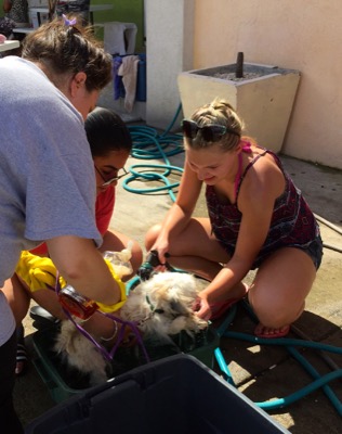 A photo from the AARF March 17, 2018 dog wash at the St. James School of Medicine