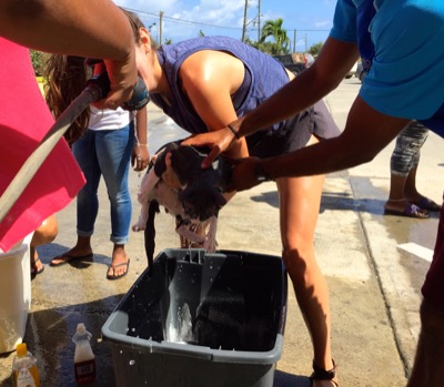 A photo from the AARF March 17, 2018 dog wash at the St. James School of Medicine