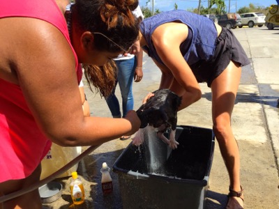 A photo from the AARF March 17, 2018 dog wash at the St. James School of Medicine