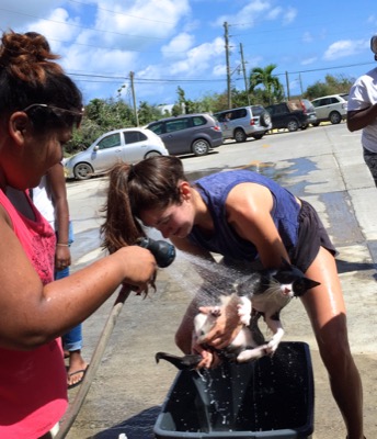 A photo from the AARF March 17, 2018 dog wash at the St. James School of Medicine