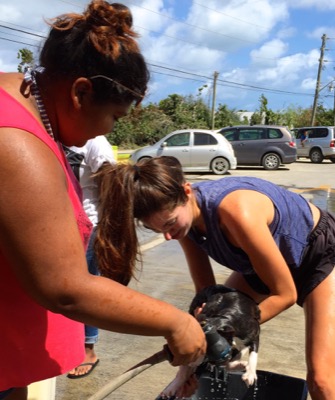 A photo from the AARF March 17, 2018 dog wash at the St. James School of Medicine