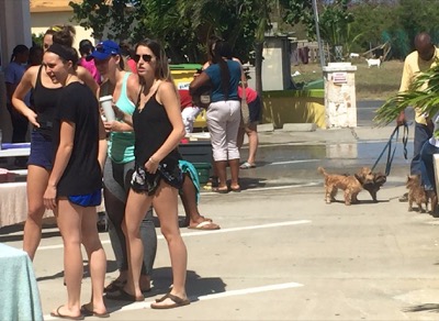 A photo from the AARF March 17, 2018 dog wash at the St. James School of Medicine