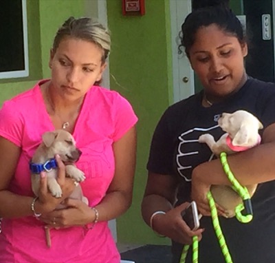 A photo from the AARF March 17, 2018 dog wash at the St. James School of Medicine