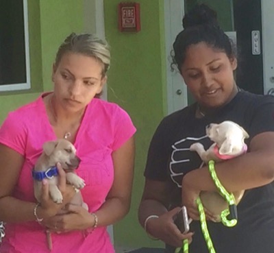 A photo from the AARF March 17, 2018 dog wash at the St. James School of Medicine