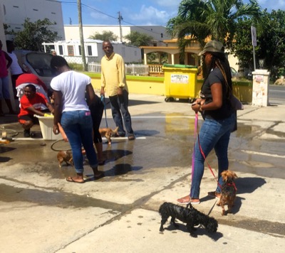 A photo from the AARF March 17, 2018 dog wash at the St. James School of Medicine