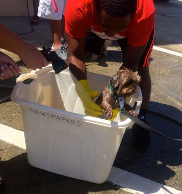 A photo from the AARF March 17, 2018 dog wash at the St. James School of Medicine