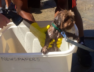 A photo from the AARF March 17, 2018 dog wash at the St. James School of Medicine