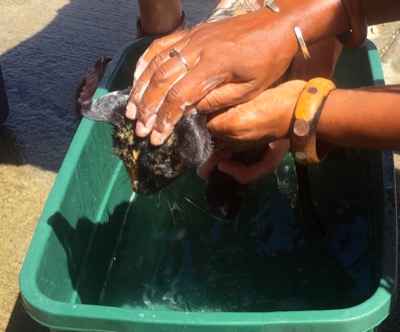 A photo from the AARF March 17, 2018 dog wash at the St. James School of Medicine