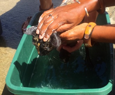 A photo from the AARF March 17, 2018 dog wash at the St. James School of Medicine