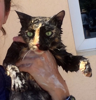 A photo from the AARF March 17, 2018 dog wash at the St. James School of Medicine