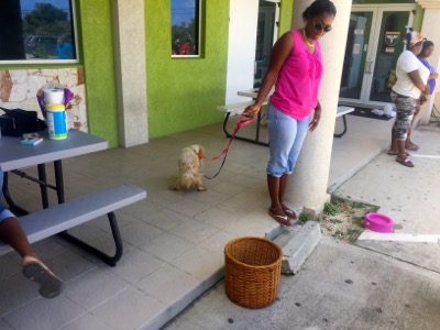 A photo from the AARF March 17, 2018 dog wash at the St. James School of Medicine